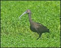 _7SB9735 white-faced ibis
